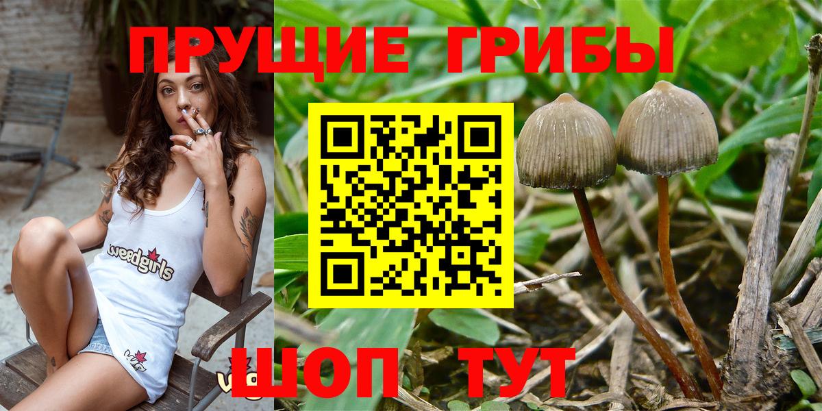 Галлюциногенные грибы GOLDEN TEACHER  Вход с VPN  Галлюциногенные грибы Psilocybine cubensis  Людиново 